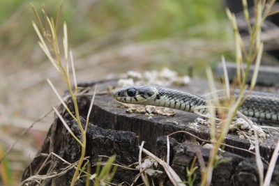 Natrix natrix persa